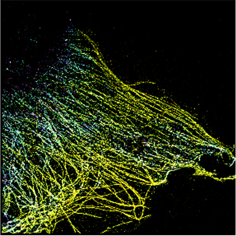 3D super-resolution microscopy image of microtubule network in cells where colour changes indicate different depths from the cell surface. Photo: Jongho Baek. 