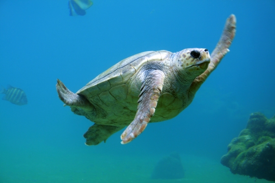 A tortoise swimming underwater