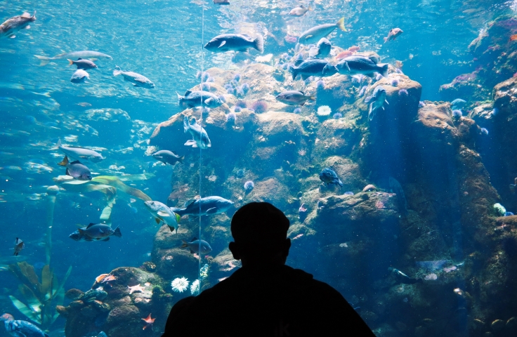 Man looking in to an aquarium